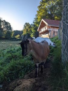 Chalets Gite *** du Gazon du Cerisier : photos des chambres