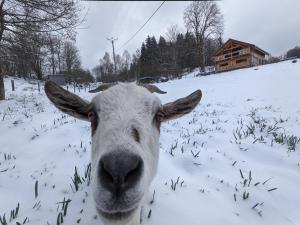 Chalets Gite *** du Gazon du Cerisier : photos des chambres