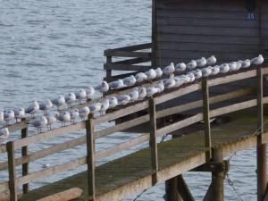 Appartement Calme Proche Plage avec Terrasse Sud, Parking Sécurisé et Équipements Complets - FR-1-306-909