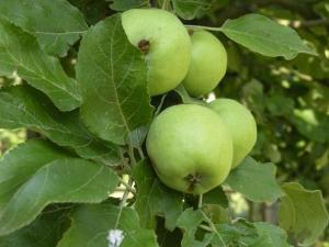 Gîte rénové avec grand terrain, proche dÉpinal, idéal pour balades et familiales - FR-1-589-87