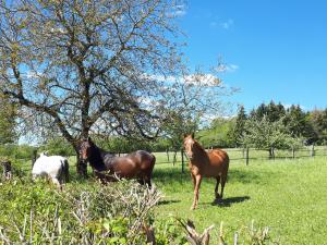 Maisons de vacances Gite Mauvages, 3 pieces, 6 personnes - FR-1-585-73 : photos des chambres