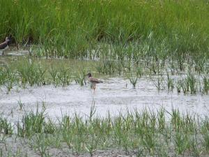 Gîte authentique avec terrasse, jardin clos et wifi à La Garnache - FR-1-426-140