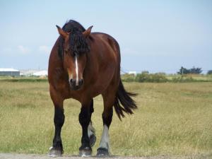 Gîte traditionnel rénové avec jardin clos et Wi-Fi, 3 chambres, proche de La Garnache, Vendée. - FR-1-426-195
