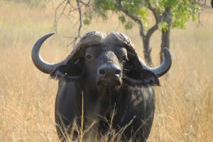 Oryx Wilderness Game Lodge and Tented Camp