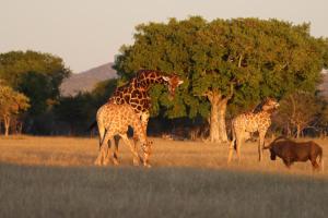 Omukuyu Wildlife Lodge