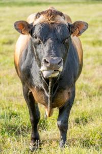 Maisons de vacances Gites Neige d'ecume : photos des chambres