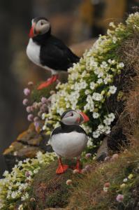 Maisons de vacances Gites Neige d'ecume : photos des chambres