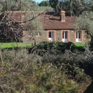 OLIVAE - Corteconcepción