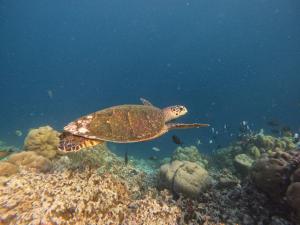 Tropica Thoddoo Inn, Maldives