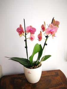 CA POMPOSA bed & relax