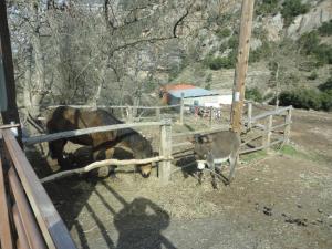 Faraggi Guesthouse Achaia Greece