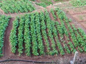 SAMS Cottage - Kodaikanal