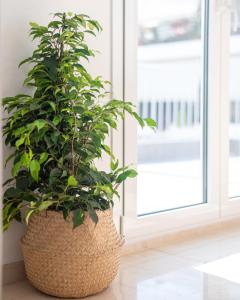 Delightful Penthouse