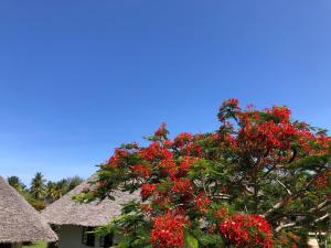 Kiwengwa, North Coast, Zanzibar, Tanzania.