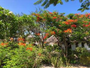 Kiwengwa, North Coast, Zanzibar, Tanzania.