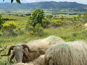 Maisons de vacances La gargouille des corbieres Cuve a vin habitable : photos des chambres