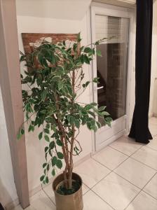 Schumann Balcon Vannes