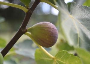 Ferienhäuser Bellana