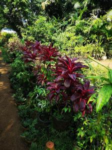 CHERAI LAKE RESORT