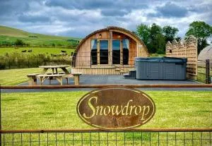 Snowdrop - Pant-y-dwr