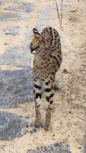 SAFARI HOUSE - Wisła