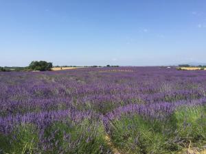 Maisons d'hotes B&B en Provence- Villa Saint Marc : photos des chambres