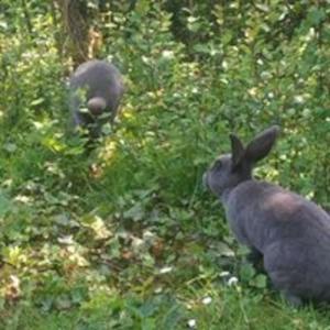 Maisons de vacances La Faerie - A la campagne - Gite grande capacite : photos des chambres