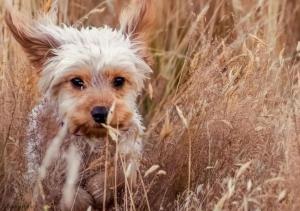 Quirky Cabin with On Site Dog Field