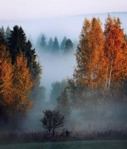 Schwedischer Shelter unter Buchen