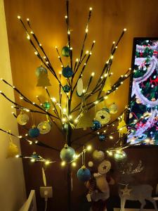 BalkanHill2 S37 Pekovic green