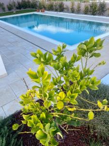 Allegria Pool House - Puglia Mia Apartments