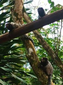 CASA DA ILHA em CONDOMINIO