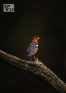 Wilpattu Wildhideaway Lodge