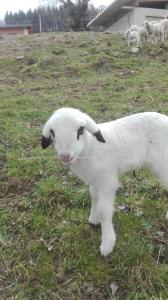 Ferienwohnung Lucy am Lonitzberg