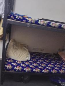 dormitory bed space for male and female