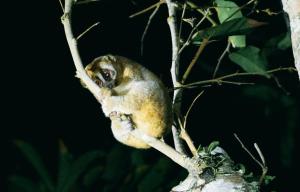 Khaolak Merlin Resort