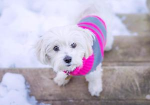 SaffronStays Gardens on the Lake - 2BR pet & elderly-friendly lakefront villa with lawns, bonfire & kitchenette near Nainital