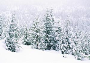 SaffronStays PADM Villa- Heritage villa with bonfire & pahadi meals near Mall Road, Manali