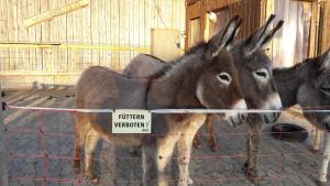 Ferienwohnung Frostenegg