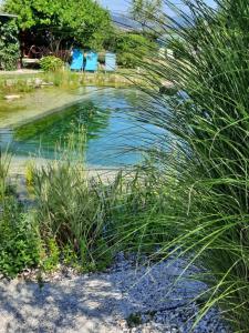 Garden Paradise Bled Apartments - garden, pond and castle view