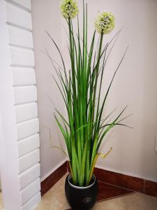 Aranyhal Vendégház