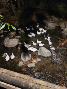 Apartamentos Pinos Genil