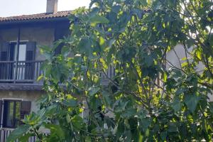 Cà dei Zoani casa vacanze 022139 AT 722787