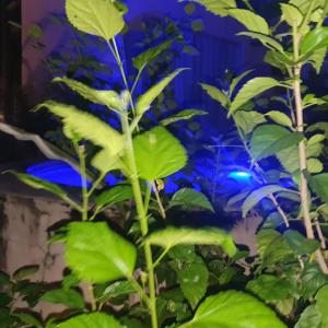 Villas do Pratagy resort Maceió próximo praia