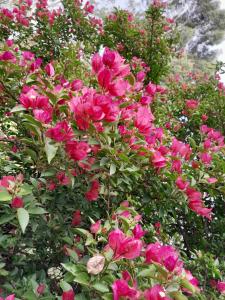 Cabanas dos Pinheiros