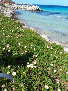 Appartements MONTICELLO - L'ILE-ROUSSE APPARTEMENT BORD DE MER 3 Pieces 4 Personnes : Appartement 2 Chambres