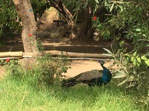 Saphir Paon - Luxury Villa in the middle of a farm