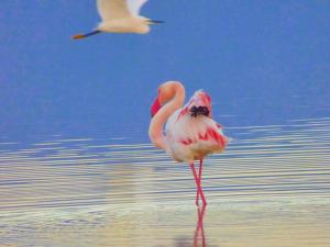 La Pirata Capitana img43