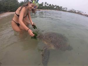 White Lion Paradise Dikwella