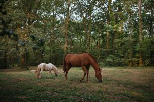 Maisons d'hotes Le Ranch Kabahina Golf : photos des chambres